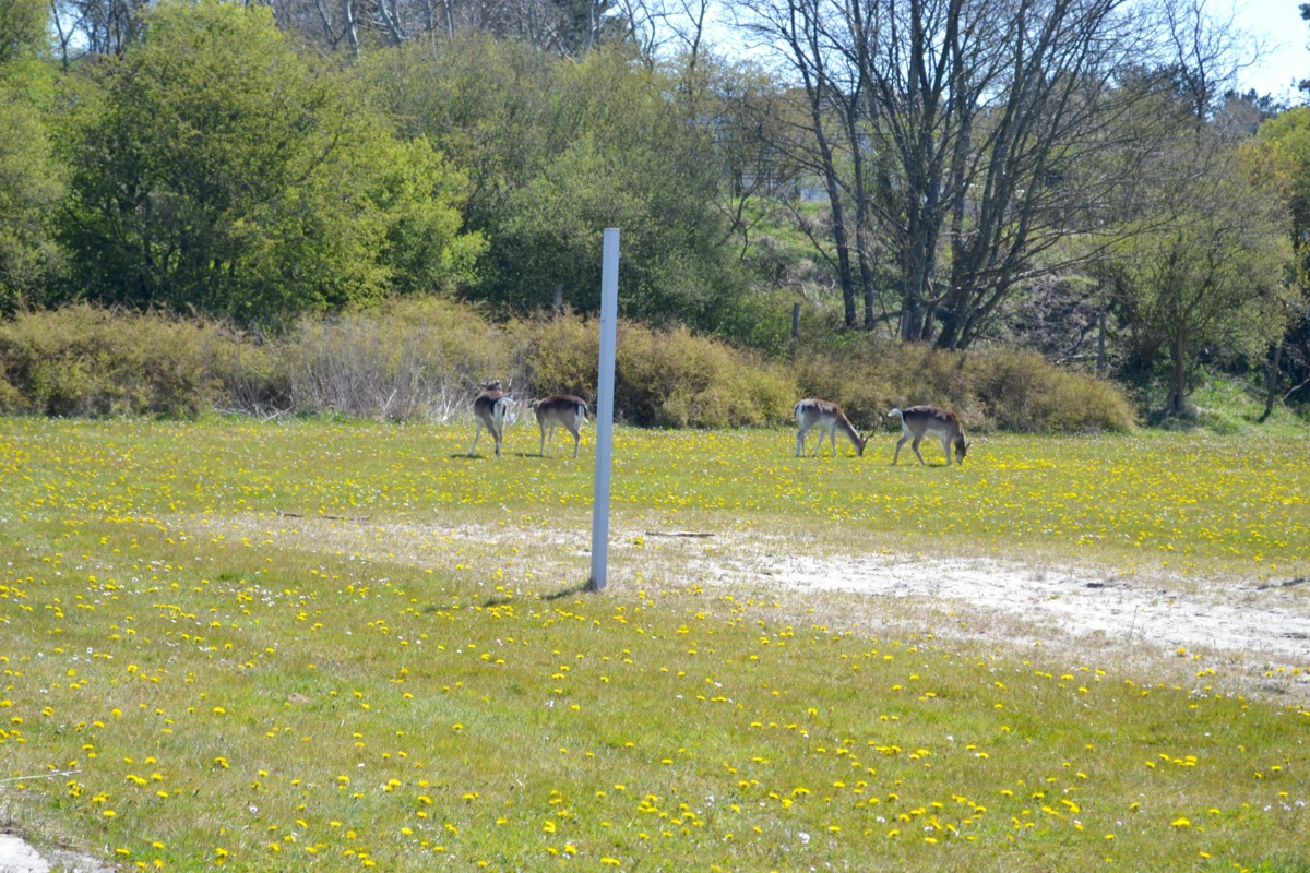 DSC_0017_1.jpg